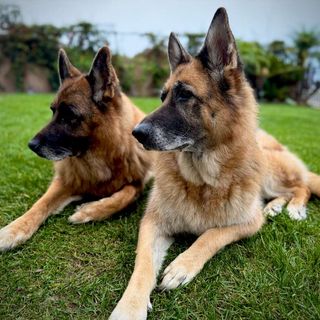 Yaroo and Zojja together
